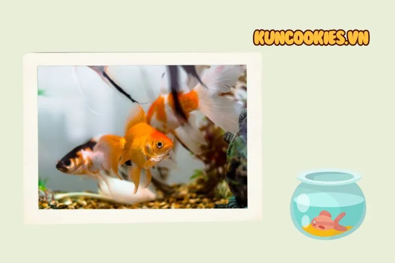 Công Ty TNHH DV TM Cá Cảnh Triệu Sơn